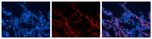 Anti-EXOC3 Rabbit Polyclonal Antibody