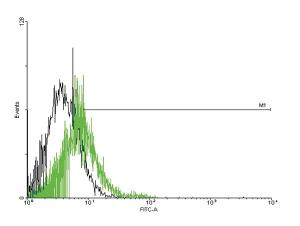 Anti-GPR151 Mouse Polyclonal Antibody