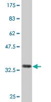 Anti-CFC1 Mouse Monoclonal Antibody [clone: 2G4]