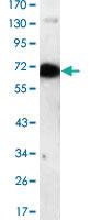 Anti-NGFR Mouse Monoclonal Antibody [clone: 2F1C2]