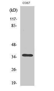 Western blot analysis of various cells using Anti-OR13C4 Antibody