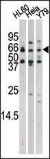 Anti-RAD9A Rabbit Polyclonal Antibody (Biotin)