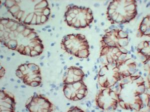 Immunohistochemical analysis of paraffin-embedded human Stomach-high magnification using Anti-Claudin 18 Antibody