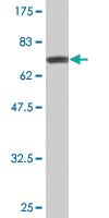 Anti-VCP Mouse Monoclonal Antibody [clone: 4A8]