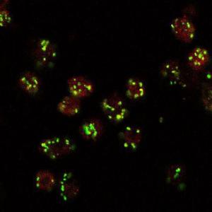 Anti-LVA Antibody (A85031) (10 µg/ml) staining (red, AlexaFluor 555) of Drosophila S2 cells, co-stained with MG130 rabbit antibody (green, AlexaFluor 488). The yellow spots indicate co-localization of the two proteins