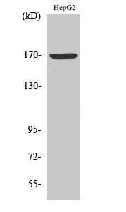 Anti-Collagen IV alpha6 antibody