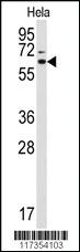 Anti-STIP1 Rabbit Polyclonal Antibody