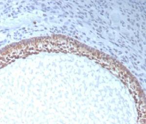 Immunohistochemical analysis of formalin-fixed, paraffin-embedded human ovary tissue using Anti-AMH Antibody [AMH/300]