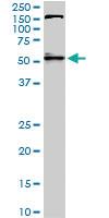 Anti-AKT1 Mouse Monoclonal Antibody [clone: 6C8]