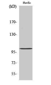 Western blot analysis of various cells using Anti-Clock Antibody