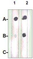 Anti-MAP2K1 Rabbit Polyclonal Antibody