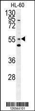 Anti-LMA1L Rabbit Polyclonal Antibody (HRP (Horseradish Peroxidase))