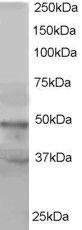 Anti-ACTL6A / ACTL6B Antibody (A83400) staining (1 µg/ml) of Hela lysate (RIPA buffer, 35 µg total protein per lane). Primary incubated for 1 hour. Detected by western blot using chemiluminescence