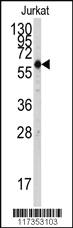 Anti-STIP1 Rabbit Polyclonal Antibody