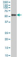 Anti-AKT1 Mouse Monoclonal Antibody [clone: 6C8]