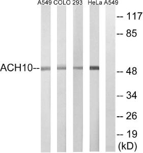 Western blot analysis of lysates from HeLa, 293, COLO, and A549 cells using Anti-CHRNA10 Antibody The right hand lane represents a negative control, where the antibody is blocked by the immunising peptide