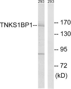 Western blot analysis of lysates from 293 cells using Anti-TNKS1BP1 Antibody. The right hand lane represents a negative control, where the antibody is blocked by the immunising peptide.