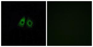 Anti-OR13C3 antibody