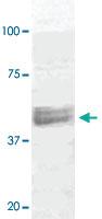 Anti-MAP2K1 Rabbit Polyclonal Antibody