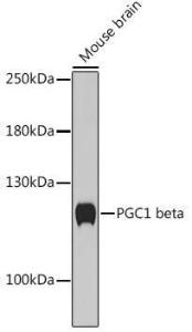 Western blot analysis of extracts of Mouse brain, using Anti-PGC1 beta Antibody (A93114) at 1:1,000 dilution