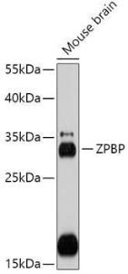 Western blot analysis of extracts of Mouse brain, using Anti-ZPBP Antibody (A306207) at 1:1,000 dilution. The secondary antibody was Goat Anti-Rabbit IgG H&L Antibody (HRP) at 1:10,000 dilution.