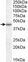 Anti-WISP1 Goat Polyclonal Antibody