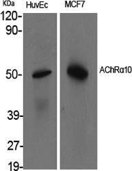 Western blot analysis of various cells using Anti-CHRNA10 Antibody