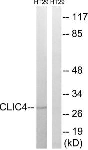 Western blot analysis of lysates from HT-29 cells using Anti-CLIC4 Antibody. The right hand lane represents a negative control, where the antibody is blocked by the immunising peptide