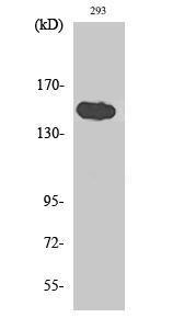 Western blot analysis of various cells using Anti-TNKS1BP1 Antibody