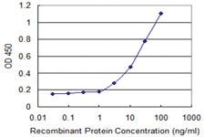 Anti-AKT1 Mouse Monoclonal Antibody [clone: 6C8]