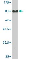 Anti-FZR1 Mouse Monoclonal Antibody [clone: 4C4]