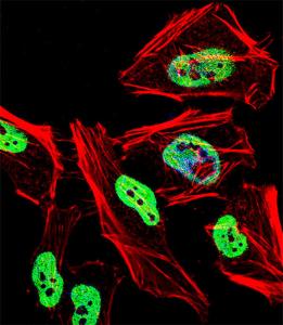 Anti-TRIM28 Rabbit Polyclonal Antibody