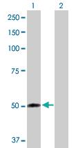 Anti-FMO2 Rabbit Polyclonal Antibody