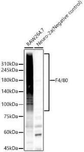 Antibody A309109-100 100 µl