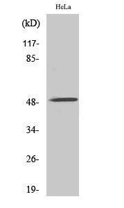 Western blot analysis of A549 cells using Anti-CHRNA10 Antibody