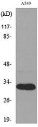 Western blot analysis of lysate from A549 cells using Anti-TNFSF13B Antibody