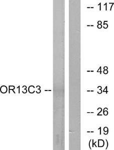 Anti-OR13C3 antibody