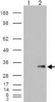 Anti-WISP1 Goat Polyclonal Antibody