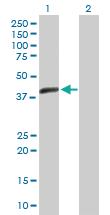 Anti-ACTL7B Mouse Polyclonal Antibody