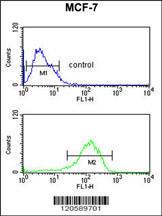 Anti-LSP1 Rabbit Polyclonal Antibody (AP (Alkaline Phosphatase))