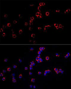 Antibody A309109-100 100 µl