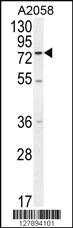 Anti-ENTHD1 Rabbit Polyclonal Antibody