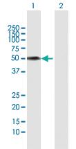 Anti-FMO3 Rabbit Polyclonal Antibody