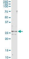 Anti-CFC1 Antibody Pair