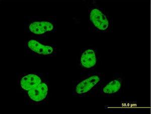 Anti-ELAVL1 Mouse monoclonal antibody [clone: 4G8]