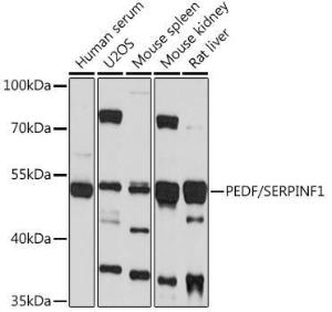 Antibody A93126-100 100 µl