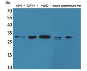 Western blot analysis of A549, 22RV HepG mouse spleen, mouse liver cells using Anti-TNFSF13B Antibody