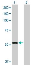 Anti-FMO3 Rabbit Polyclonal Antibody