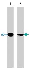 Anti-AKT1 Mouse Monoclonal Antibody [clone: M101]