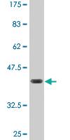 Anti-FZR1 Mouse Monoclonal Antibody [clone: 3E12]